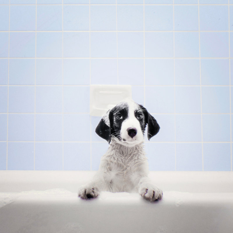 Puppy In Bathtub by Stevecoleimages - No Frame Print on Canvas, 51cm H x 51cm W