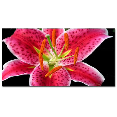 " Stargazer Lily " by Kathie McCurdy