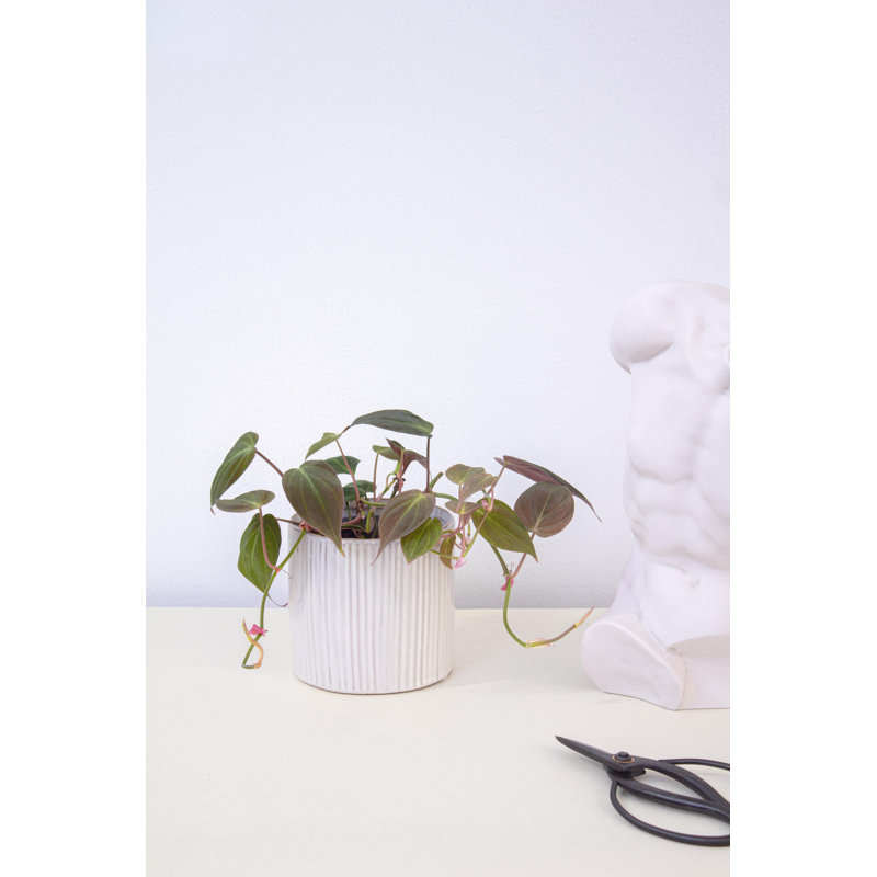Ceramic Plant Pot