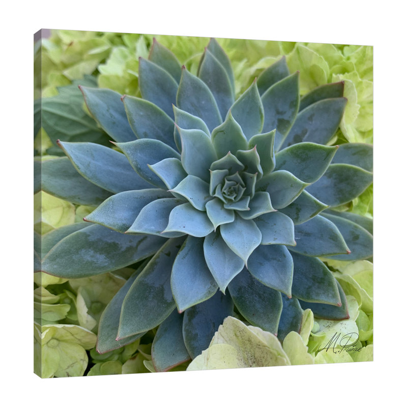 «Adored Succulents 4» par Marcus Prime, reproduction sur toile tendue, H 36 po x l 36 po x P 1,5 po