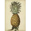 Brookshaw Antique Pineapple I 1 Piece Painting-422331498-422331502