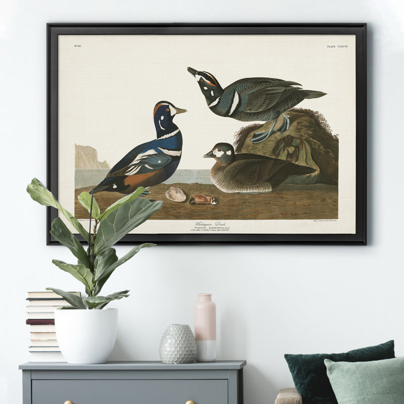 Harlequin Duck - reproduction d'art sur toile, H 26,5 po x l 36,5 po x P 1,5 po, Noir