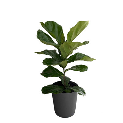 Syrna Fiddle Leaf Fig (Ficus Lyrata) Live Floor Plant In Pot