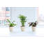 3 Piece Pet Safe Houseplant Set