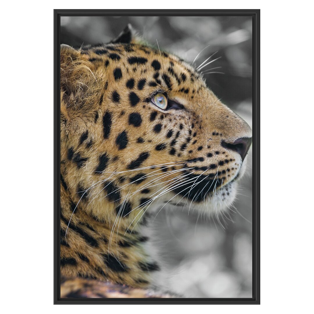 Gerahmtes Wandbild Leopard ruhtSchatten