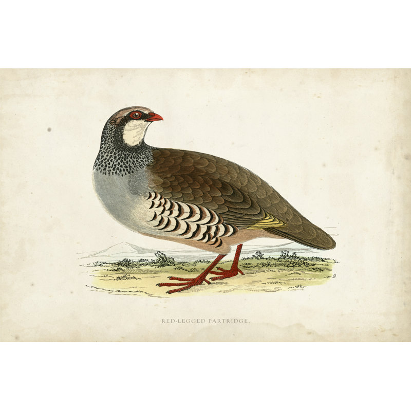 Morris Pheasants II by Morris - Wrapped Canvas Print, 30cm H x 46cm W