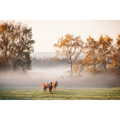 Two Brown Horses on Pasture by Relaxfoto.De
