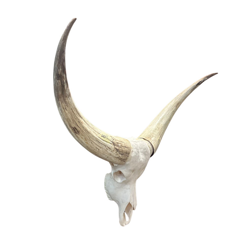Real Longhorn Skull