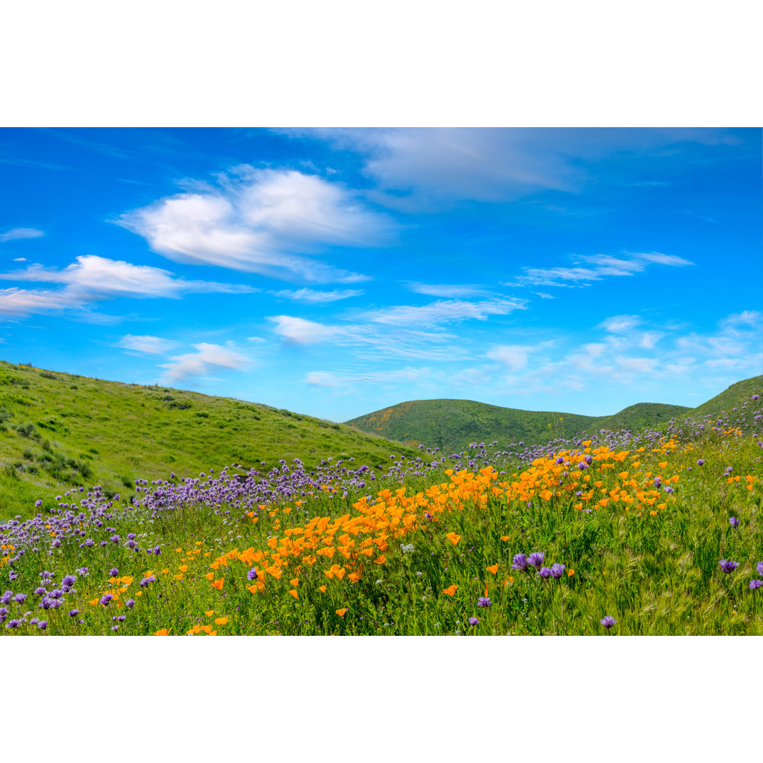 Frühling Kalifornien Goldene Mohnblumen mit rollenden Hügeln Antelope Valley, CA von Ron und Patty Thomas - Ohne Rahmen ...