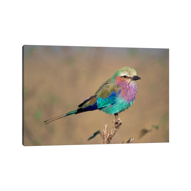 Lilac-Breasted Roller Perching, Masai Mara Game Reserve, Kenya by Gerry Ellis - Wrapped Canvas Painting