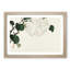 Hydrangea by Kono Bairei - Framed Print-55769189-55769192
