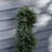 35.5'' Faux Cedar Topiary in Pot