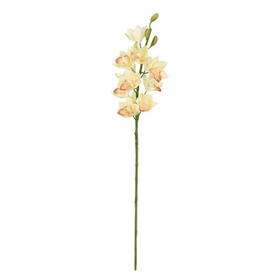 Tiges d'orchidées