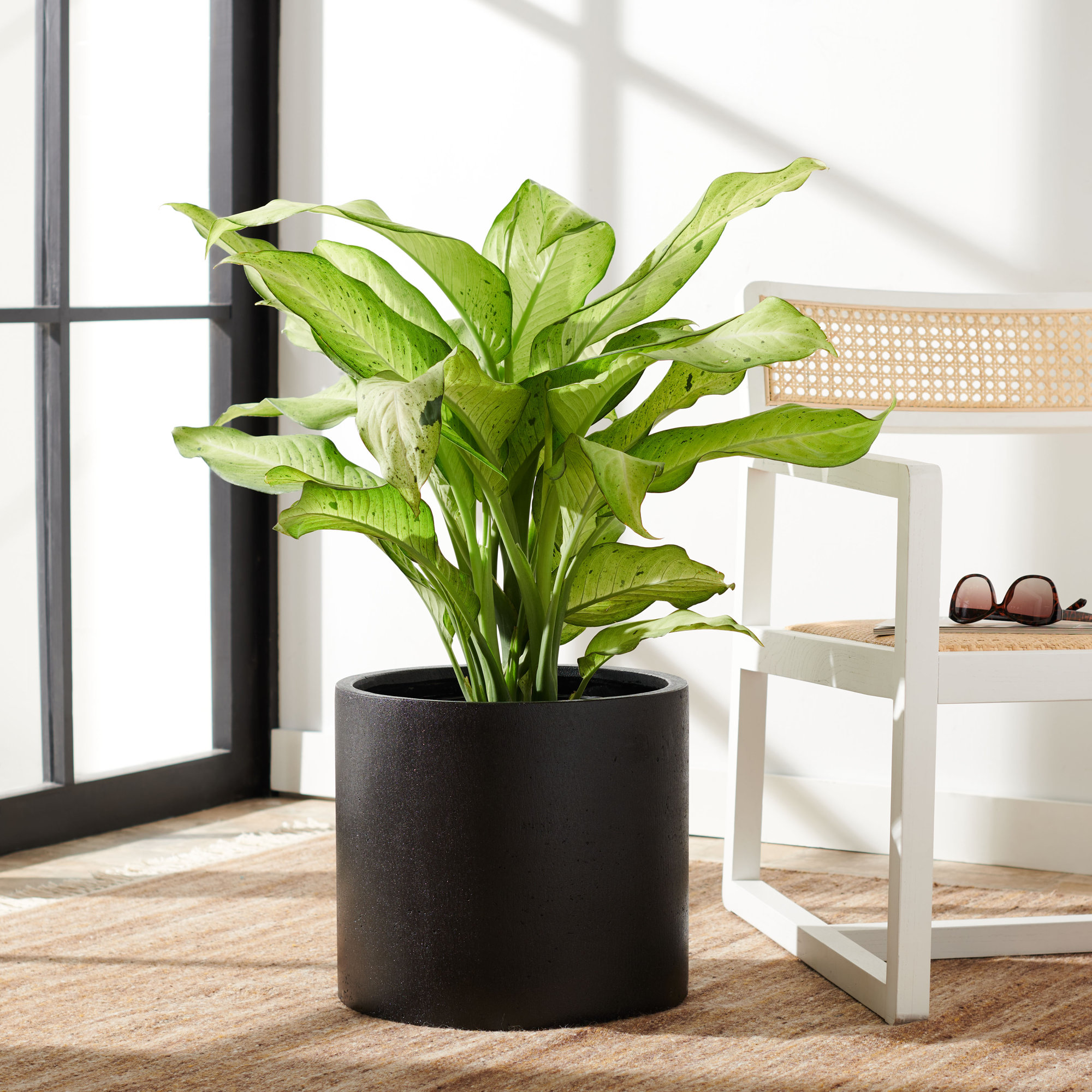 Mcguire Pot Planter, 12.9" H x 14.5" W x 14.5" D, Black