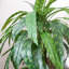 Artificial Foliage Plant in Pot Liner-124076062