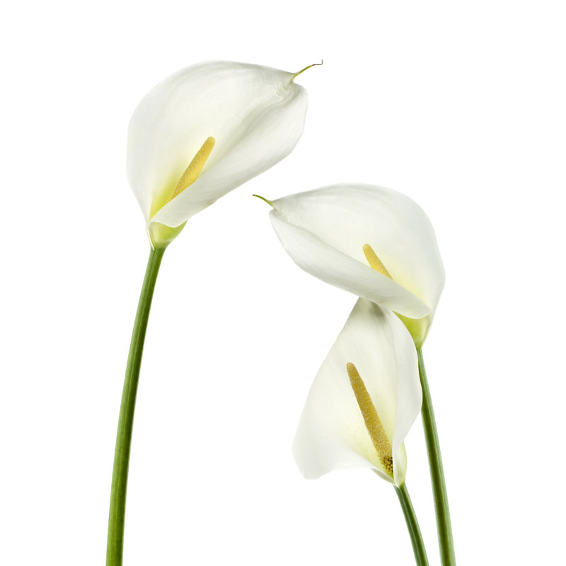 Calla Lilies by Mariusfm77, 30" H x 20" W