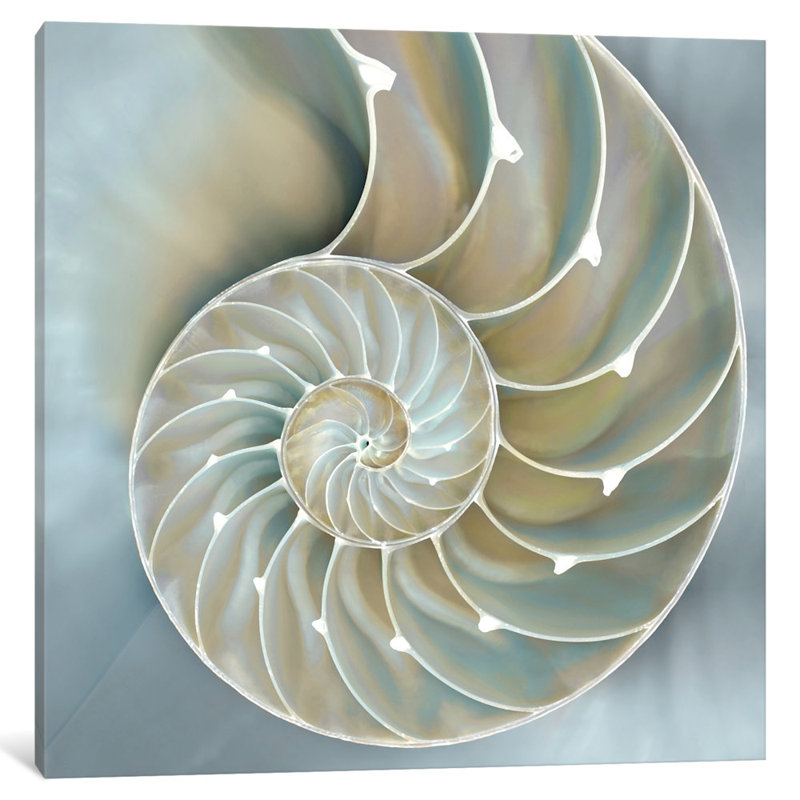 «Nautilus in Blue II», impression sur toile, H 12 po x l 12 po x P 0,75 po, Pas de tapis, Toile tendue