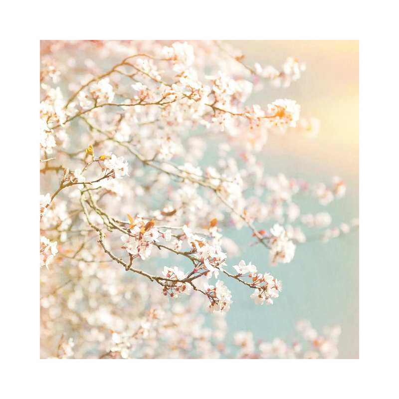 Sunlit Blossom - Wrapped Canvas Print, 93.98 cm H x 93.98 cm W x 1.91 cm D