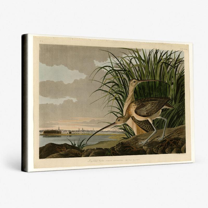 Courlis à long bec (plaque CCXXXI, 1834) - art mural sur toile paysage