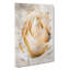 A Peach Yellow Rose in Abstract - Wrapped Canvas Graphic Art Print-55300756