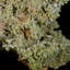 Grappe de cristal de pyromorphite. Mine Daoping