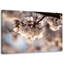 Cherry Blossom - Wrapped Canvas Print-1359263488