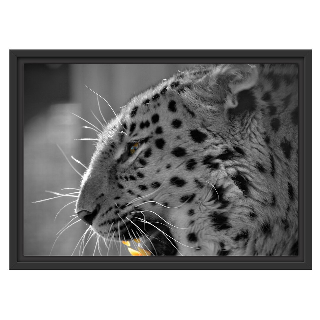 Brüllender Leopard Gerahmter Fotokunstdruck