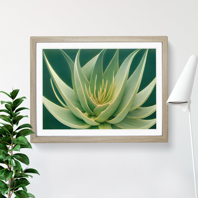 Beguiling Aloe Vera Plant - Single Picture Frame Print, 46cm H x 64cm W x 2cm D, Oak Frame