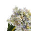 French Hydrangea   Set of 6   9" x 6" x 34"   Multicolor