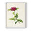 «Pretty Pink Botanicals II», reproduction encadrée - bois massif-858878176-858878183