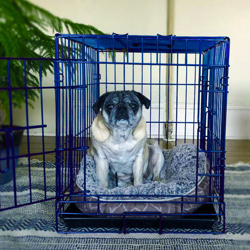 Caisse pour animaux, H 20 po x l 18 po x P 24 po, Bleu