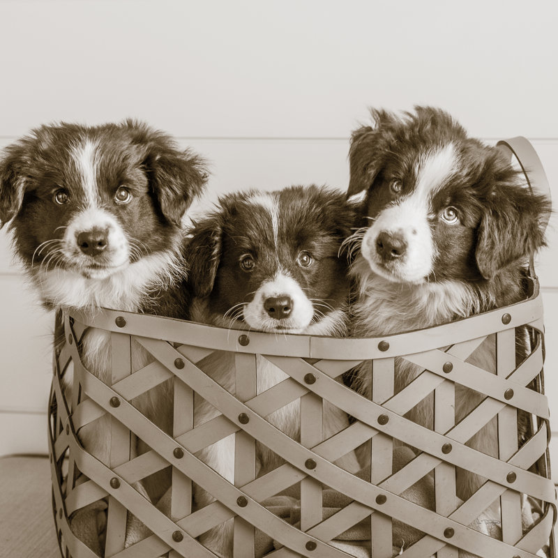 What A Cute Bundle Crop by Jim Dratfield - Wrapped Canvas Print, 91cm H x 91cm W x 3.8cm D