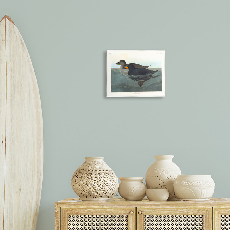"Classic American Scoter Duck", art mural par one1000paintings
