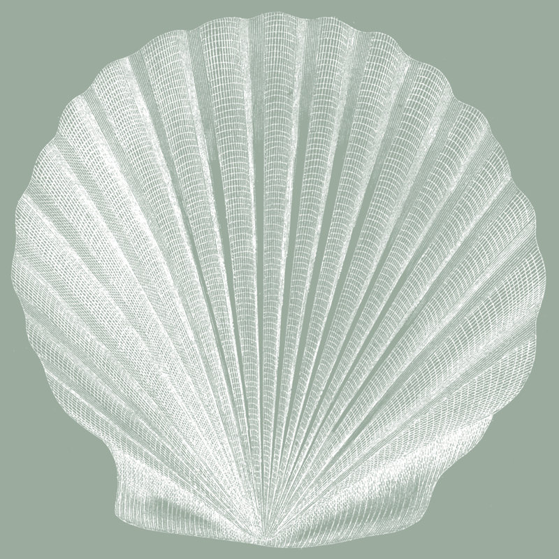 Seabreeze Shells II (P) - Wrapped Canvas Print, 30cm H x 30cm W