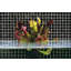 Black 5/8" x 5/8" Glass Mosaic