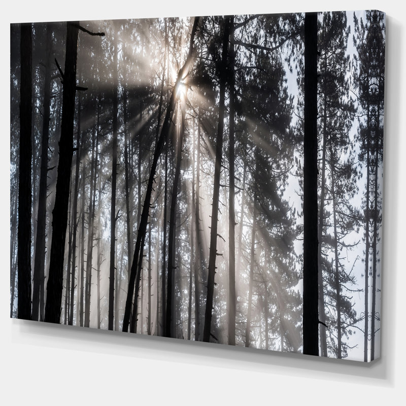 «Sunbeam Through Black White Forest», photographie, H 12 po x l 20 po x P 1 po, Toile tendue