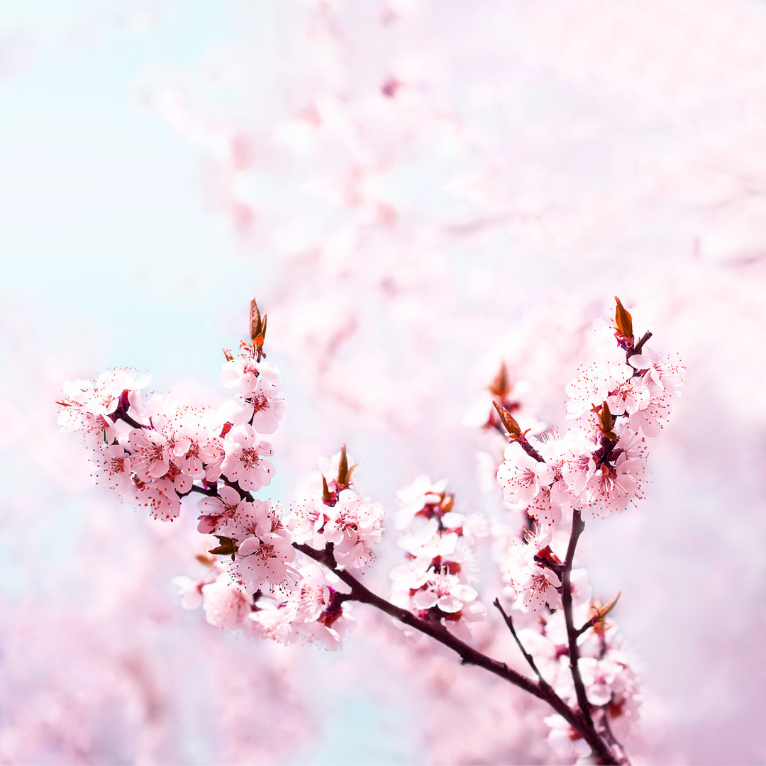 Sakura Tree Pink Blossoms Close Up von Zenobillis - Wrapped Canvas Art Prints