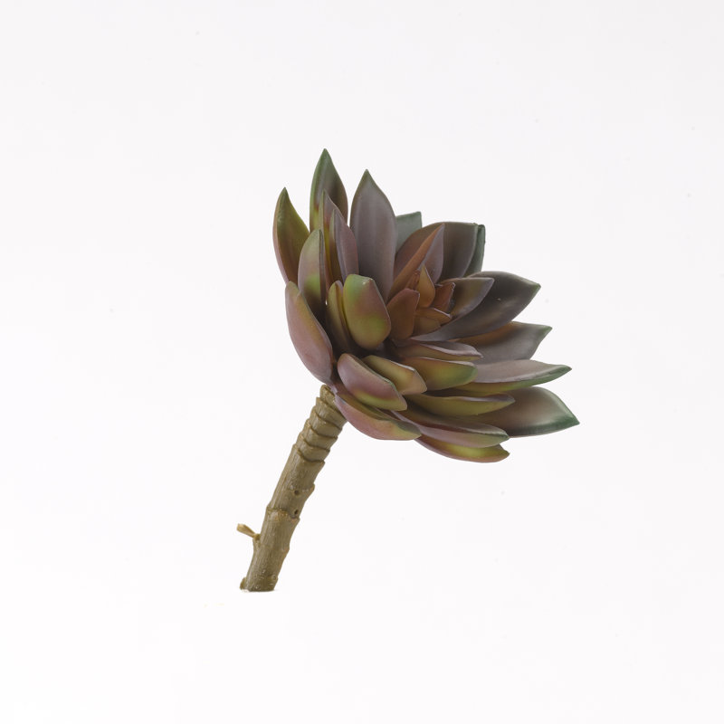 Tige rose moyen givrée Echeveria