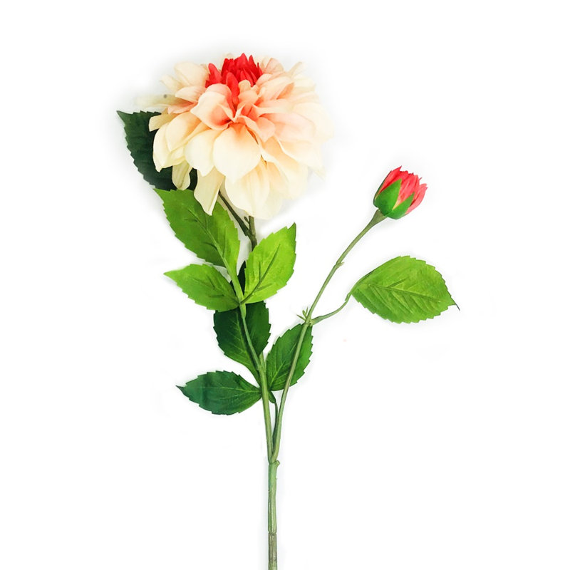 Dahlia vaporisateur, Corail