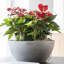 Pot Planter-26992064-26992063