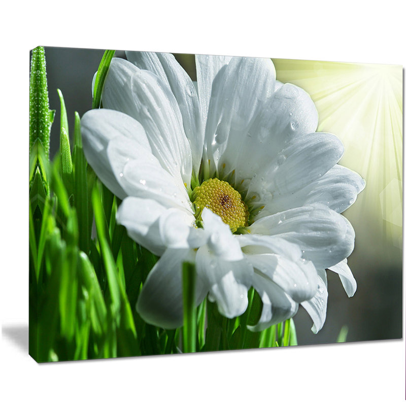 White Daisy Flower Canvas Print on Solid Wood Frame