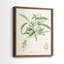 Antique Ammond Botanical III - reproduction encadrée de qualité supérieure - prête à être accrochée - aucun clou requis - aucun clou requis-1669487684-1669487704