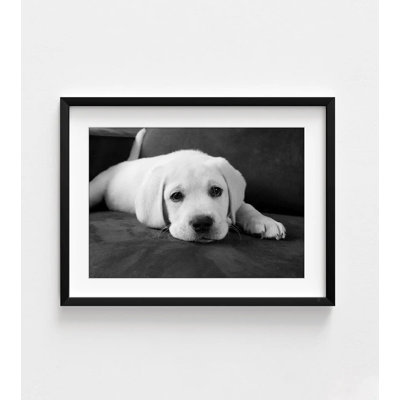 Marcua Cute Puppy Photography Print, Framed Puppy Prints, Dog Wall Art, Canine Photography Wall Art, Black And White Puppy Print, Framed Wall Art