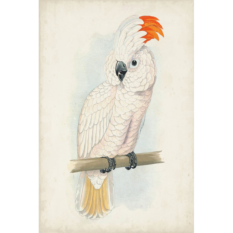 Antique Cockatoo II - Painting, 122cm H x 81cm W, Wrapped Canvas