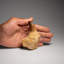 Genuine Mosasaur Tooth With Root From Morocco (135.2 Grams)