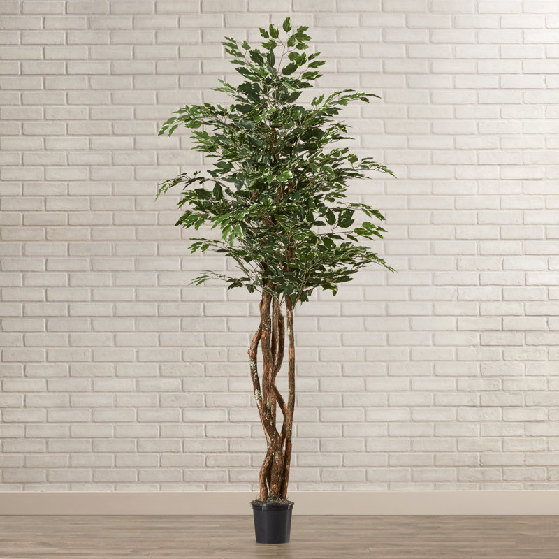 Sapin panaché ficus en pot
