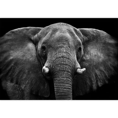 Elephant Removable Self Adhesive Large Wallpaper