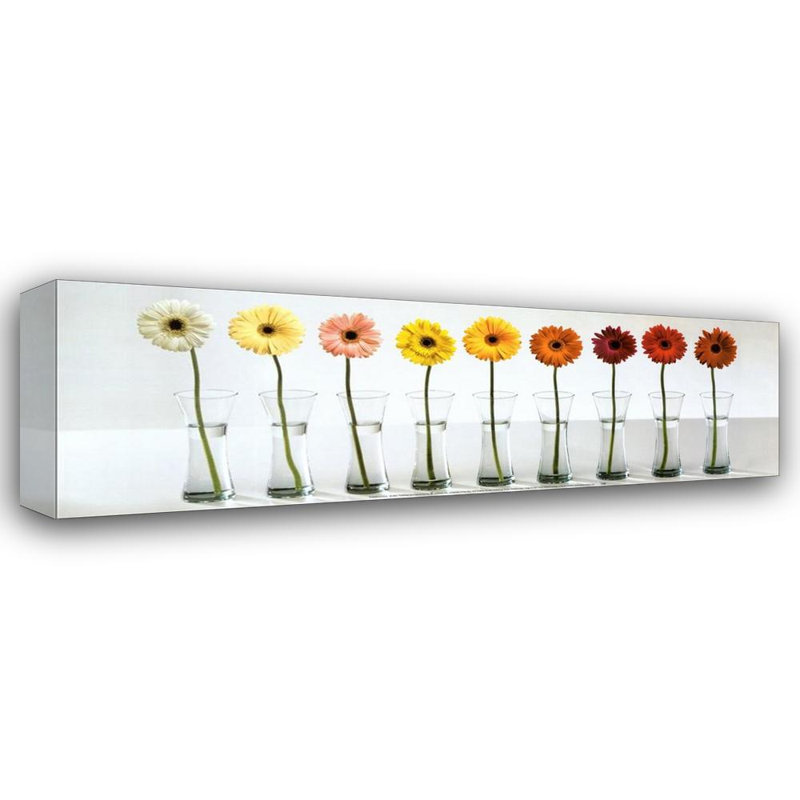Gerbera Spectrum, H 8 po x l 24 po