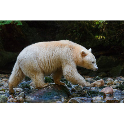 Kermode Bear 1 Piece Wrapped Canvas Wall Art