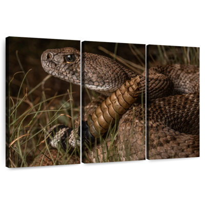 Diamondback Rattlesnake